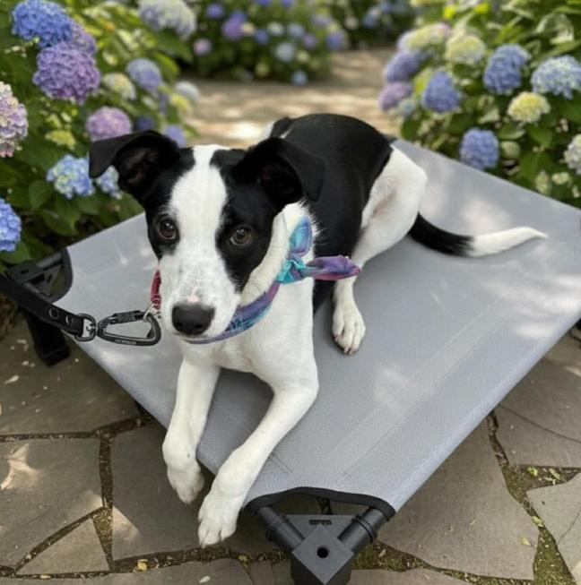 Enlarge Wishbone, a Adoptable mixed breed in Middletown, CT image 3/6