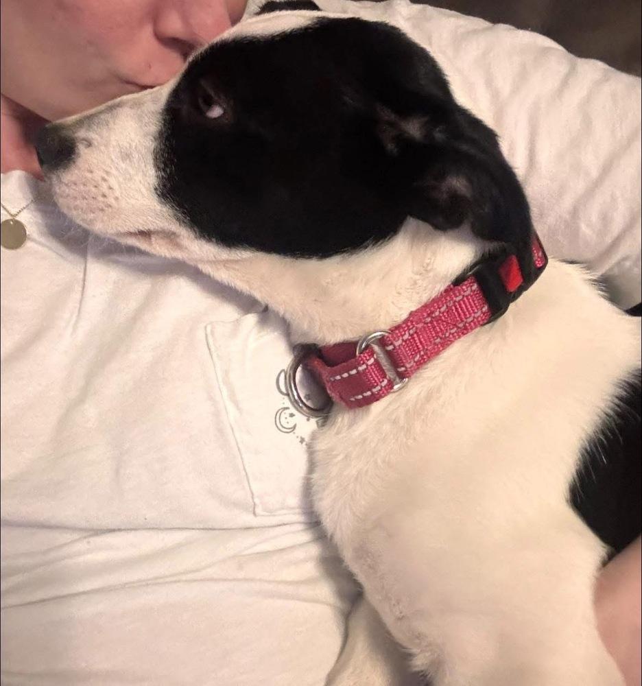 Enlarge Wishbone, a Adoptable mixed breed in Middletown, CT image 4/6