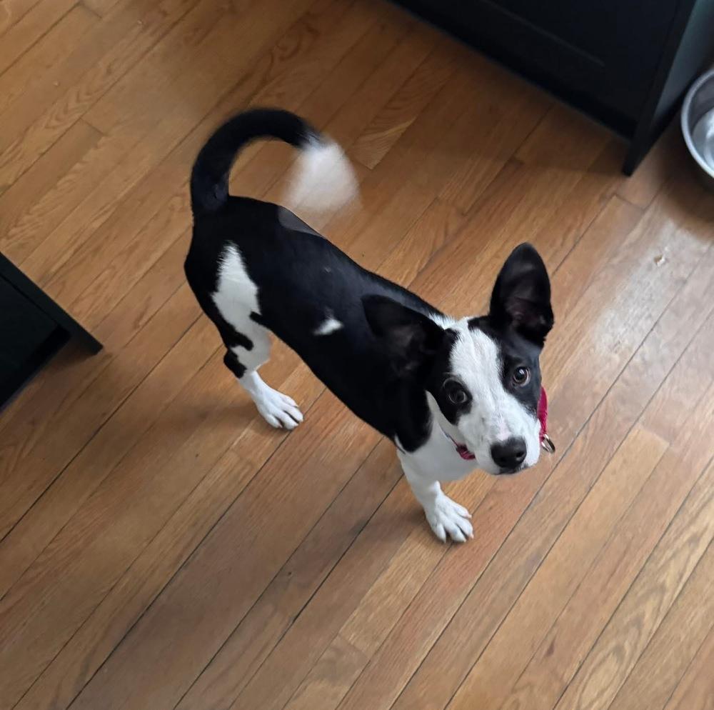 Enlarge Wishbone, a Adoptable mixed breed in Middletown, CT image 5/6