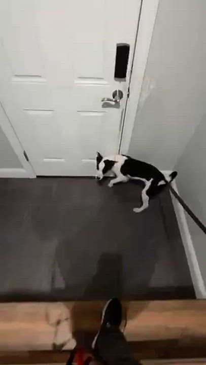 Enlarge Wishbone, a Adoptable mixed breed in Middletown, CT video 6/6