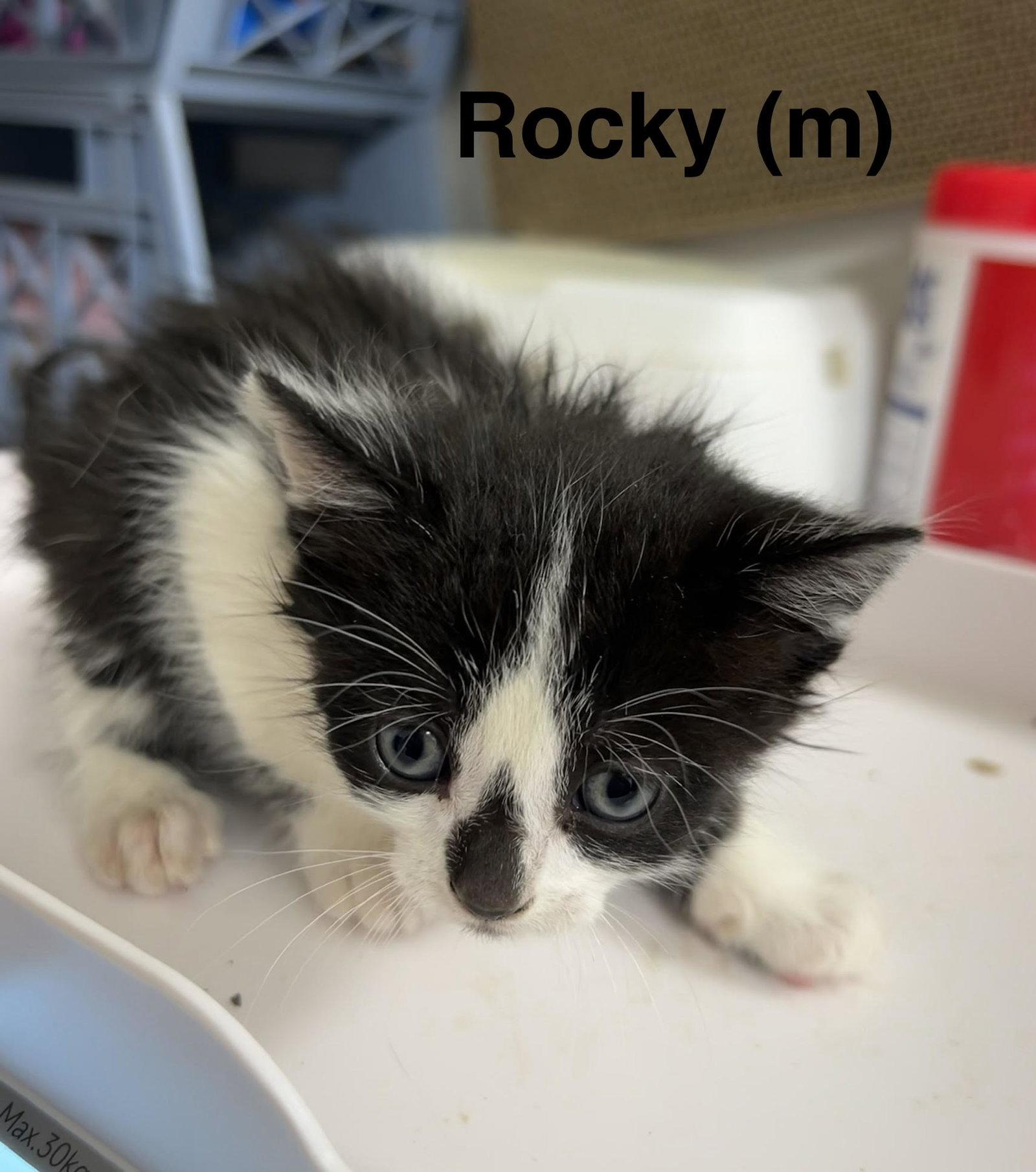 Rocky, Adopted, Kitten Male Domestic Short Hair.