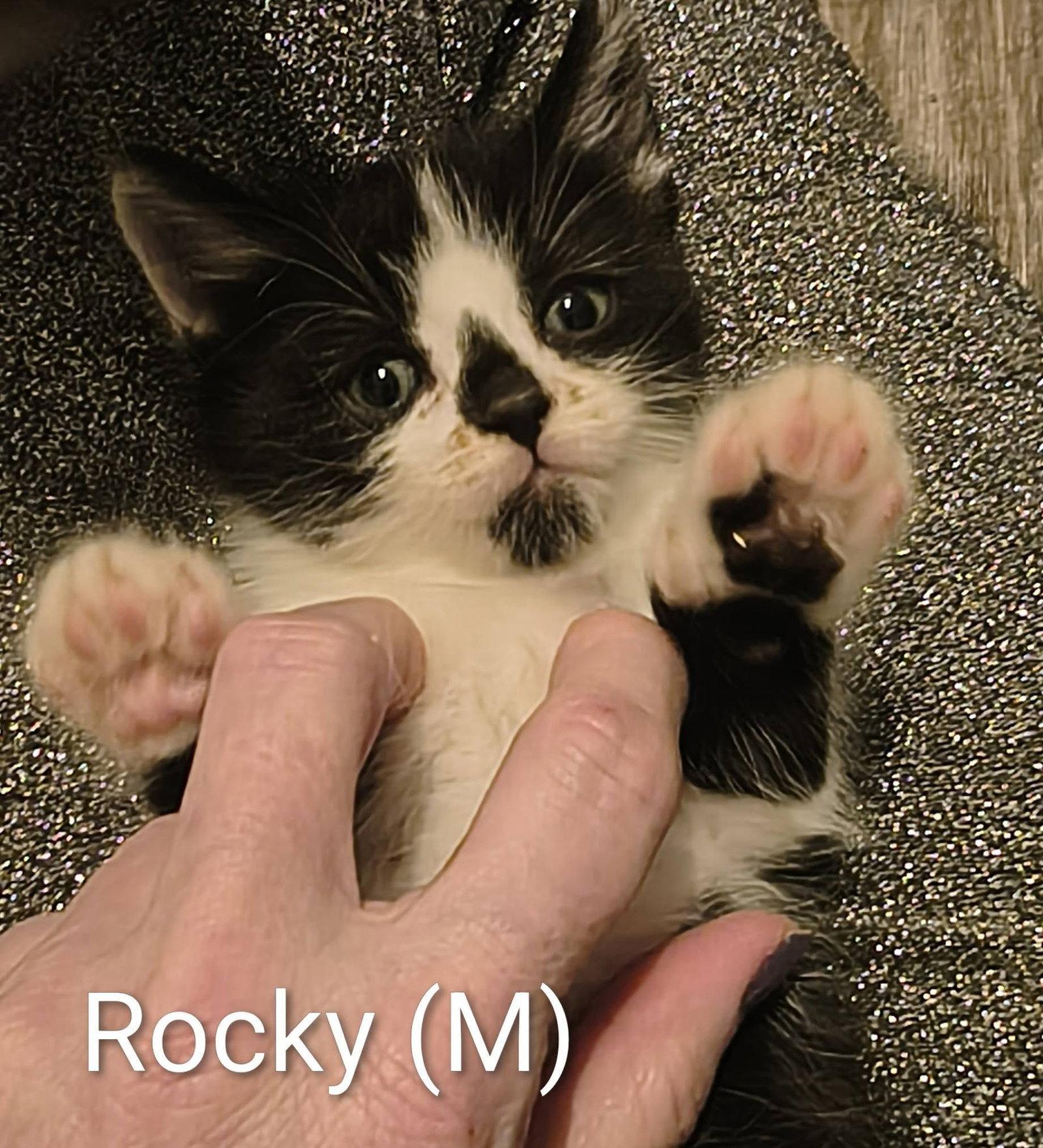 Rocky, a Adopted Domestic Short Hair in Saugerties, NY image 2/2
