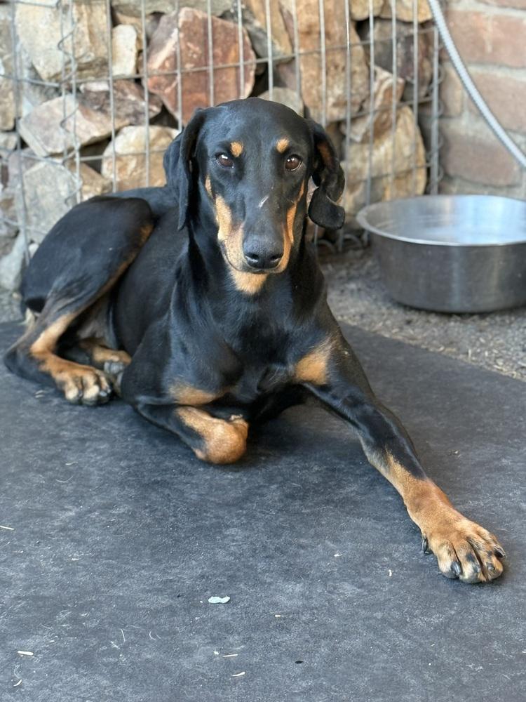 Enlarge Prada, a ADOPTABLE Doberman Pinscher in TUCSON, AZ image 2/4