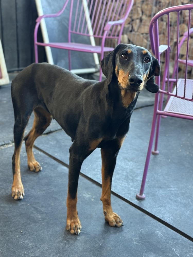 Enlarge Prada, a ADOPTABLE Doberman Pinscher in TUCSON, AZ image 4/4