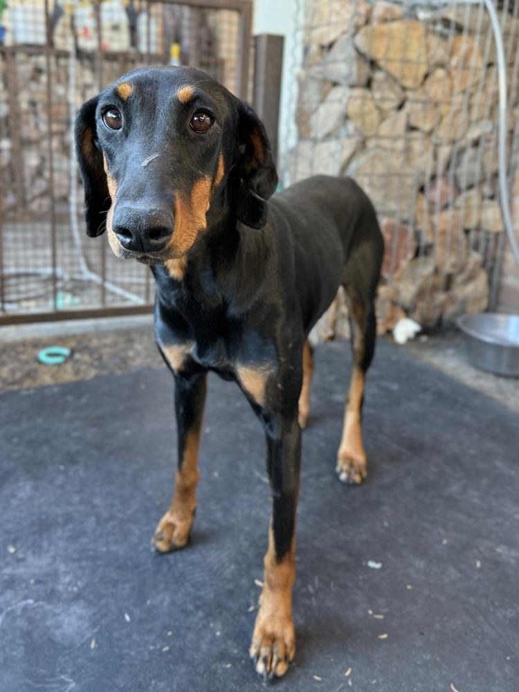 Prada, ADOPTABLE, Adult Female Doberman Pinscher.
