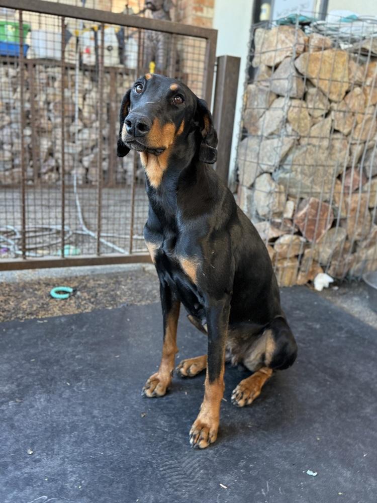 Enlarge Prada, a ADOPTABLE Doberman Pinscher in TUCSON, AZ image 3/4