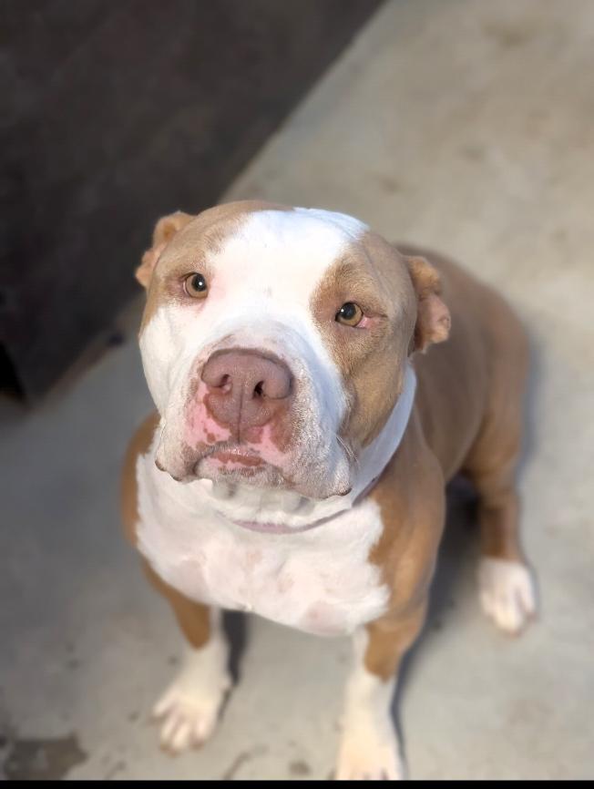 CiCi, Adoptable, Adult Female American Staffordshire Terrier.