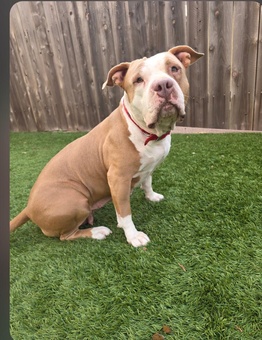 CiCi, a Adoptable American Staffordshire Terrier in San Diego, CA image 2/3