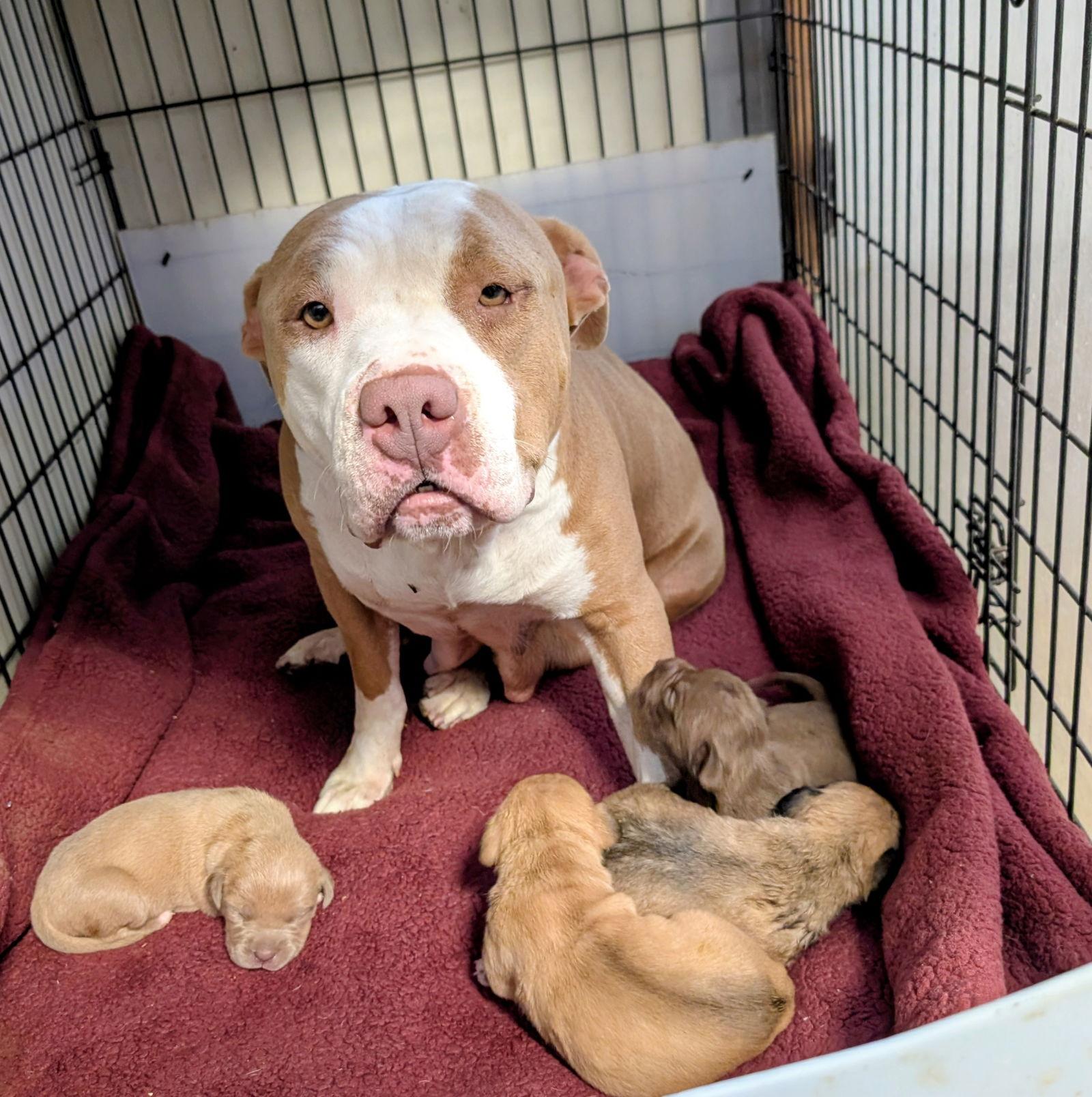 CiCi, a Adoptable American Staffordshire Terrier in San Diego, CA image 3/3