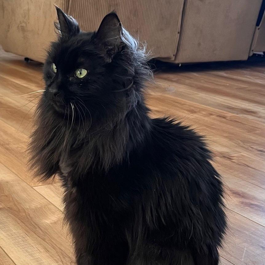 Bogey — thumbnail 2