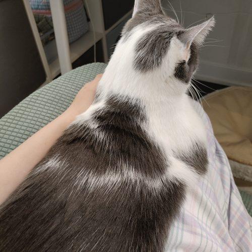 Enlarge Animal Cracker, a Adoptable Domestic Short Hair in Toronto, ON image 1/6