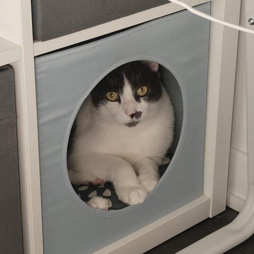 Enlarge Animal Cracker, a Adoptable Domestic Short Hair in Toronto, ON image 2/6