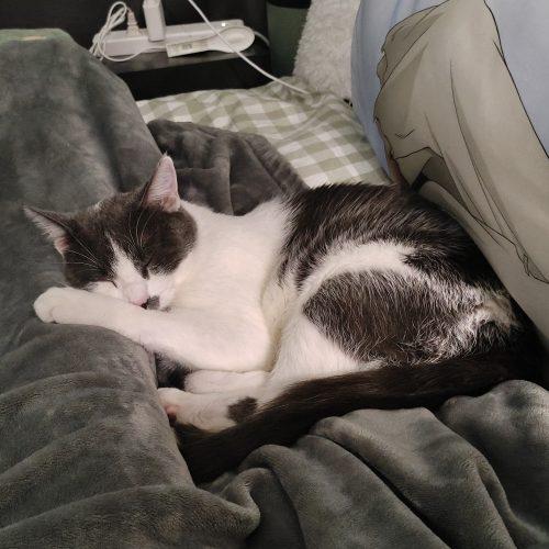 Enlarge Animal Cracker, a Adoptable Domestic Short Hair in Toronto, ON image 4/6