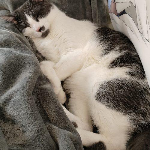 Enlarge Animal Cracker, a Adoptable Domestic Short Hair in Toronto, ON image 5/6
