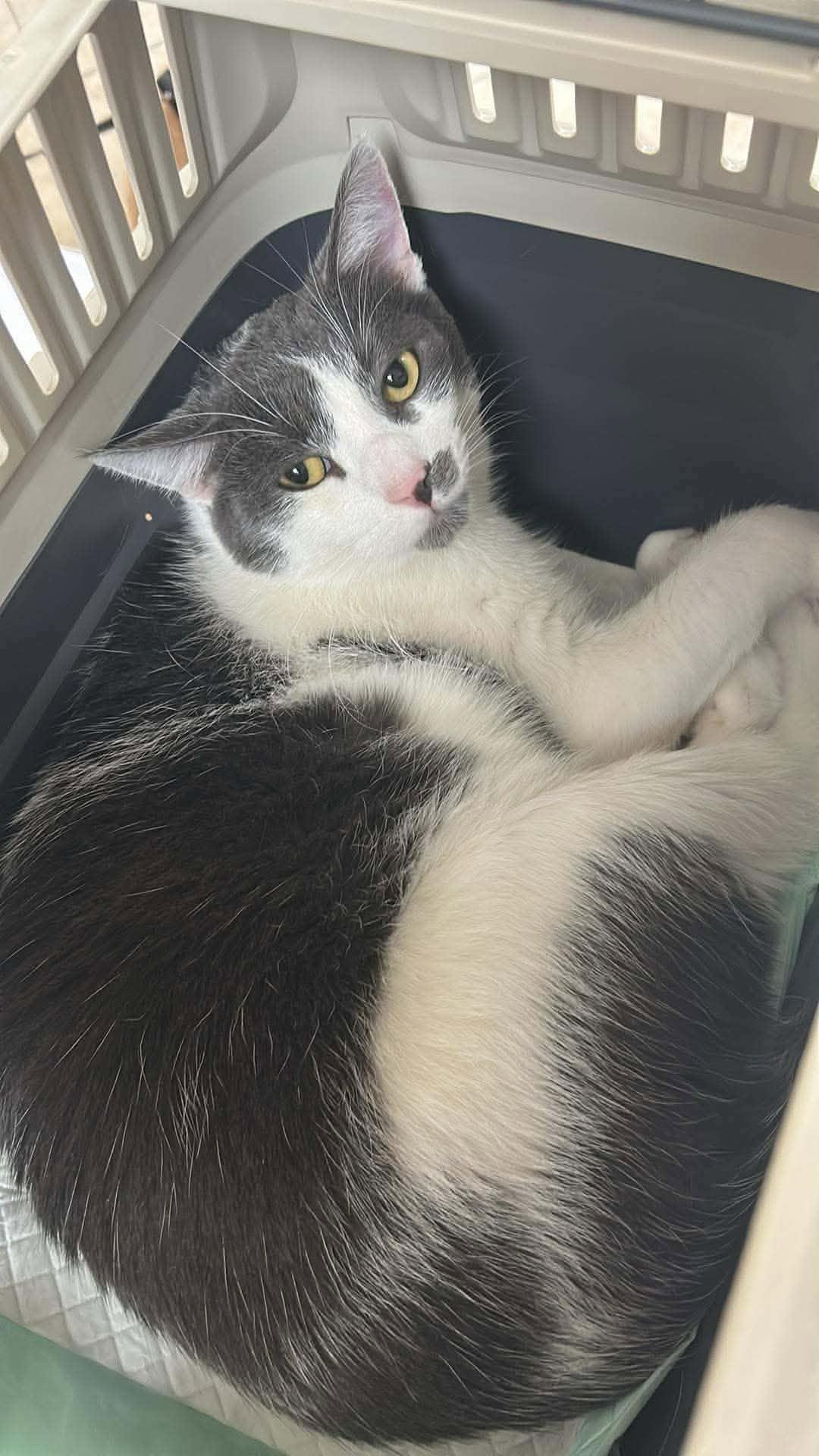 Enlarge Animal Cracker, a Adoptable Domestic Short Hair in Toronto, ON image 6/6