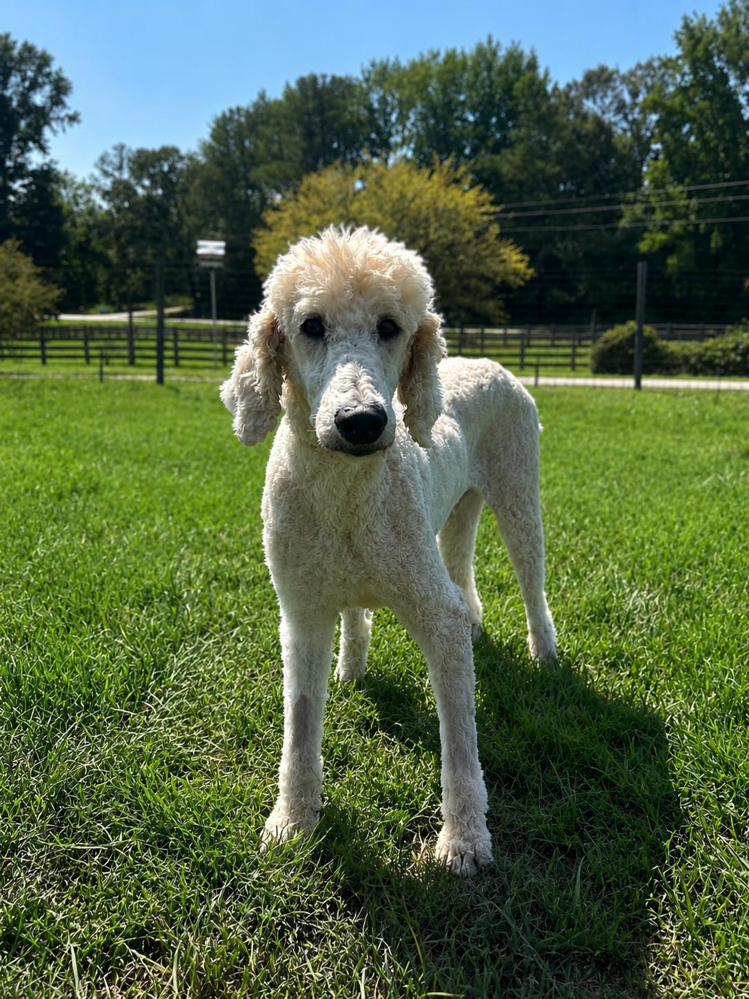 Blake Jul 26, Adoptable, Adult Male Standard Poodle.