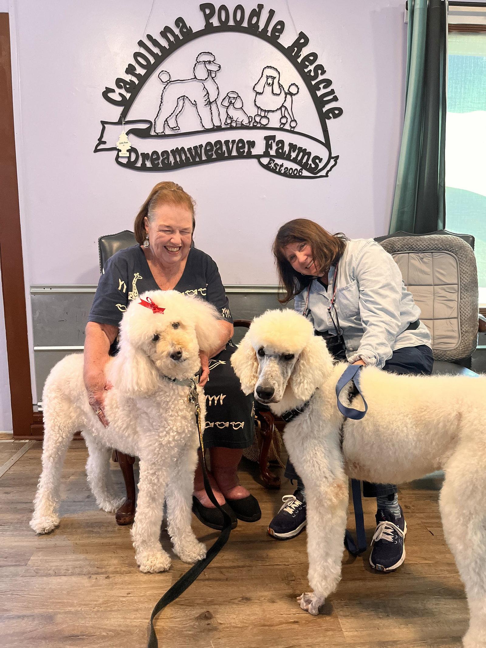 Enlarge Blake Jul 26, a Adoptable Standard Poodle in Pacolet, SC image 2/3