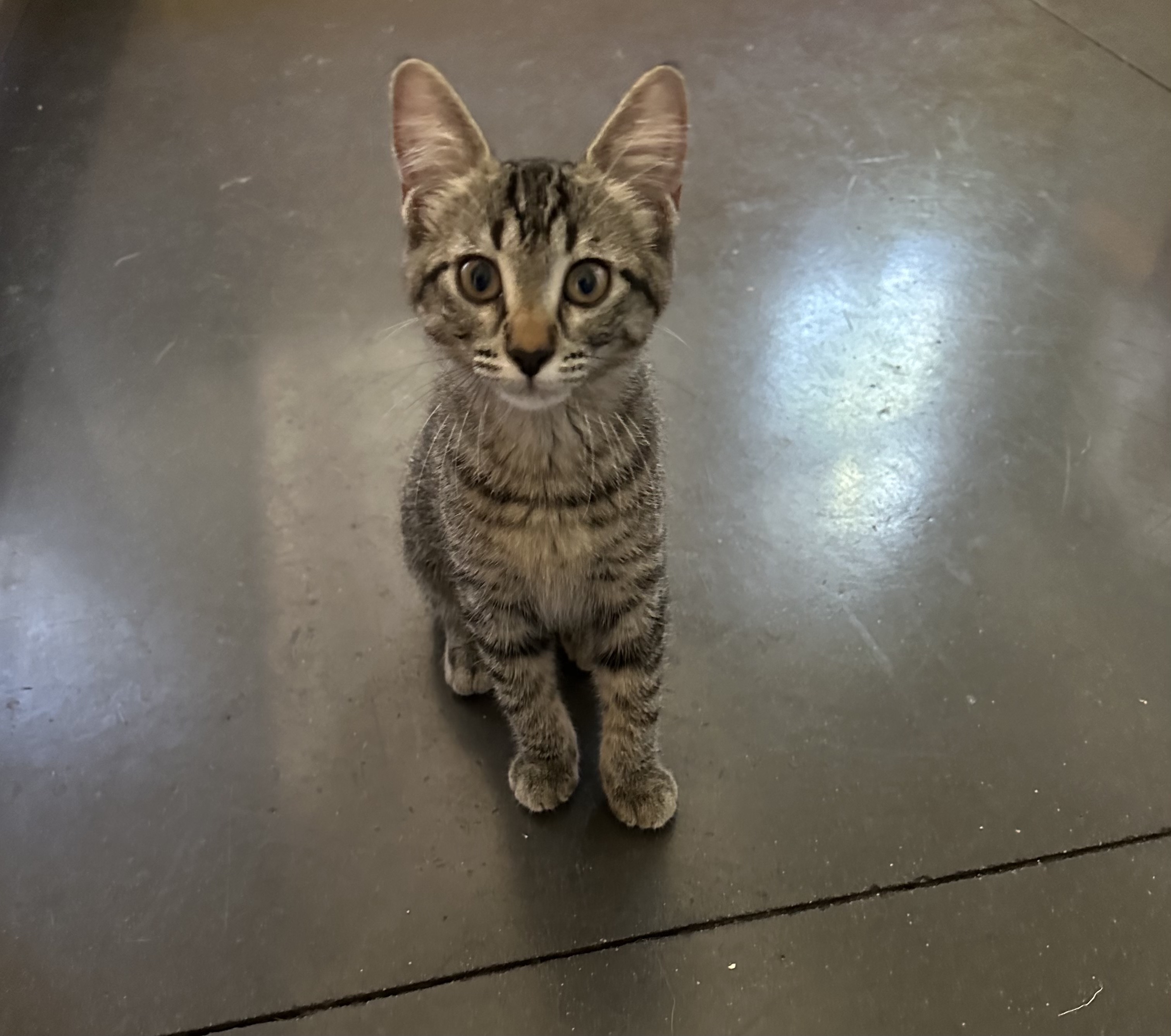 Kawi - The Playful Black Tabby Kitten!