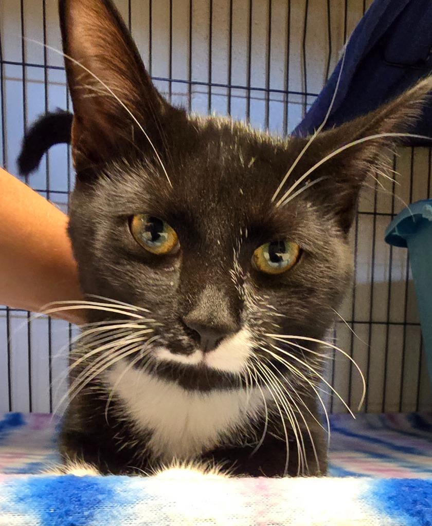 Lilly, Adopted, Young Female Domestic Short Hair.