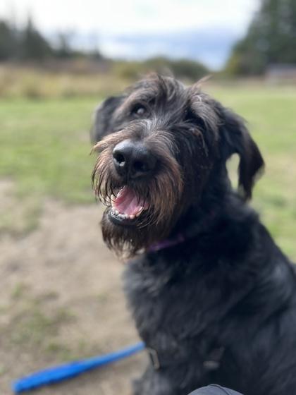 Captain Comma thumbnail 3