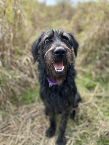 Captain Comma thumbnail 4