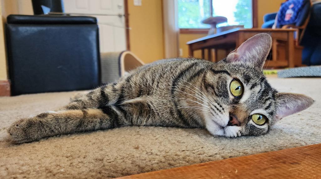 Kit Kat, Adoptable, Young Female Domestic Short Hair.