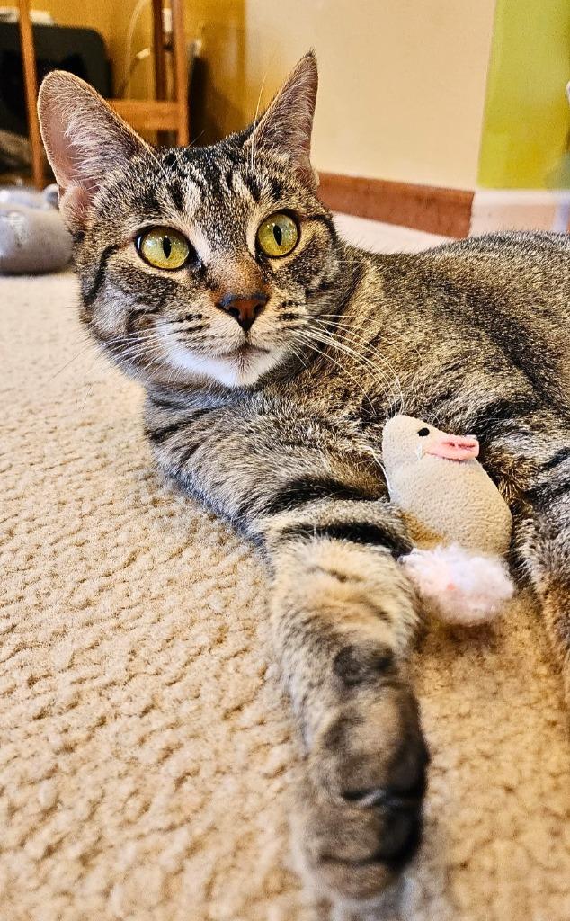 Kit Kat, a Adoptable mixed breed in Utica, MI image 2/6
