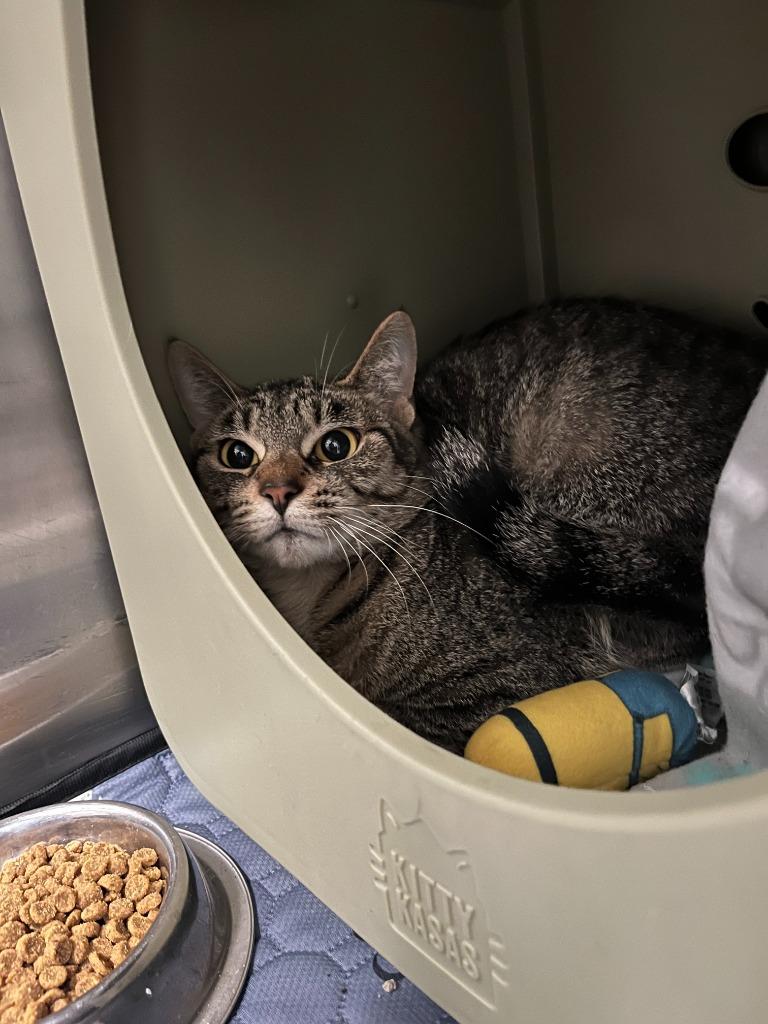 Enlarge Kit Kat, a Adoptable mixed breed in Utica, MI image 1/1