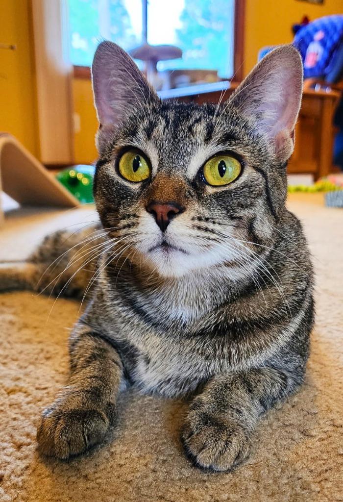 Kit Kat, a Adoptable mixed breed in Utica, MI image 3/6