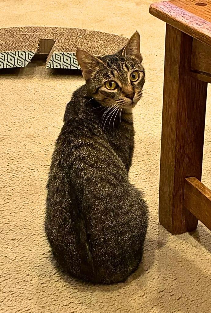 Enlarge Kit Kat, a Adoptable mixed breed in Utica, MI image 3/5