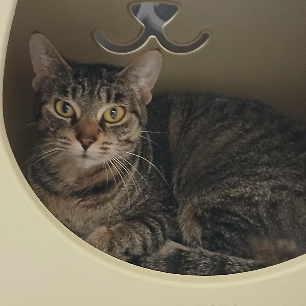 Enlarge Kit Kat, a Adoptable mixed breed in Utica, MI image 2/3