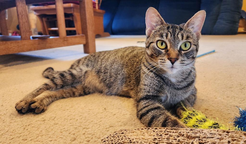 Kit Kat, a Adoptable mixed breed in Utica, MI image 6/6