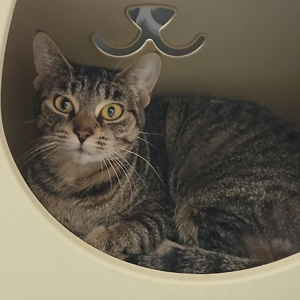 Enlarge Kit Kat, a Adoptable mixed breed in Utica, MI image 3/3