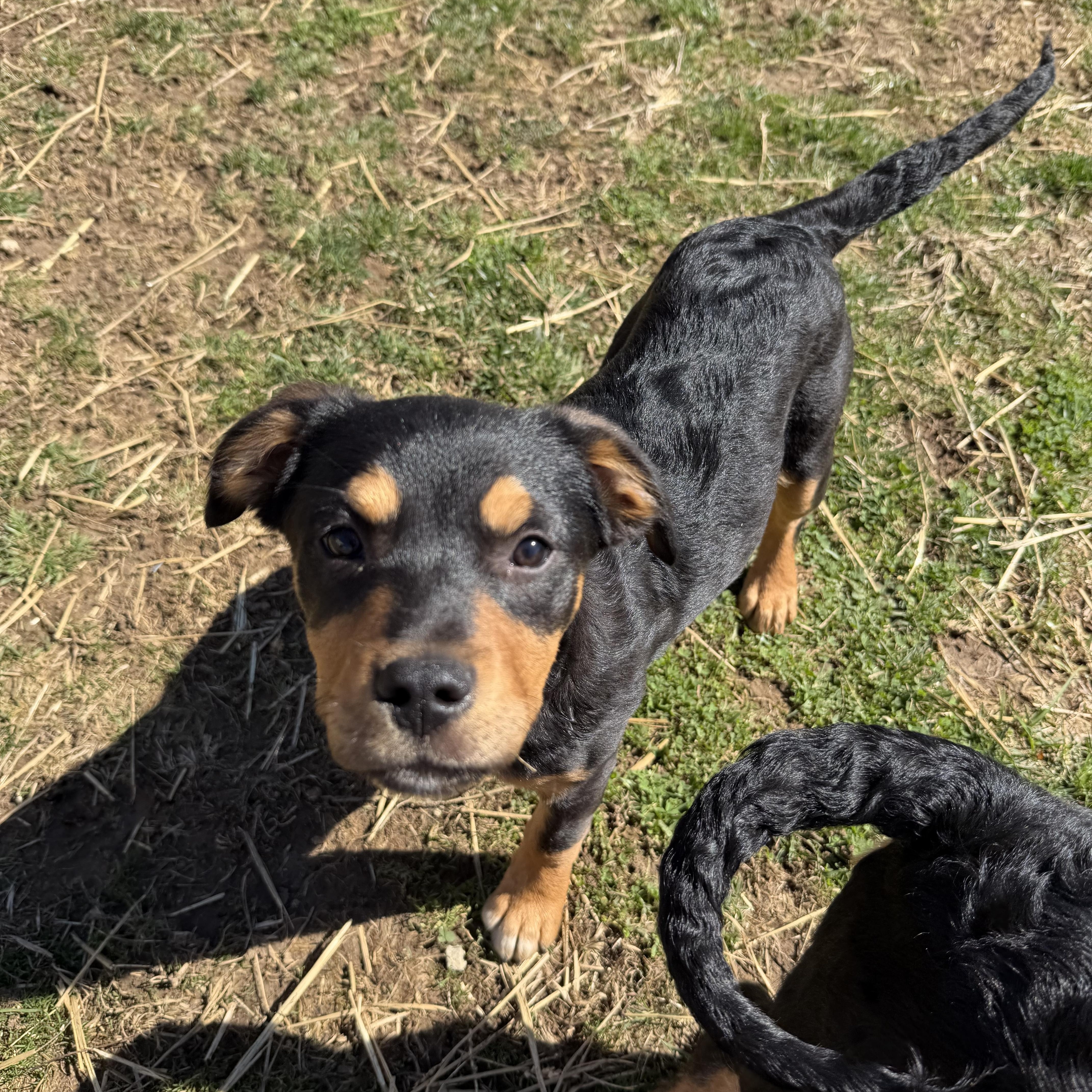 Woody, Adoptable, Puppy Male Mixed Breed.