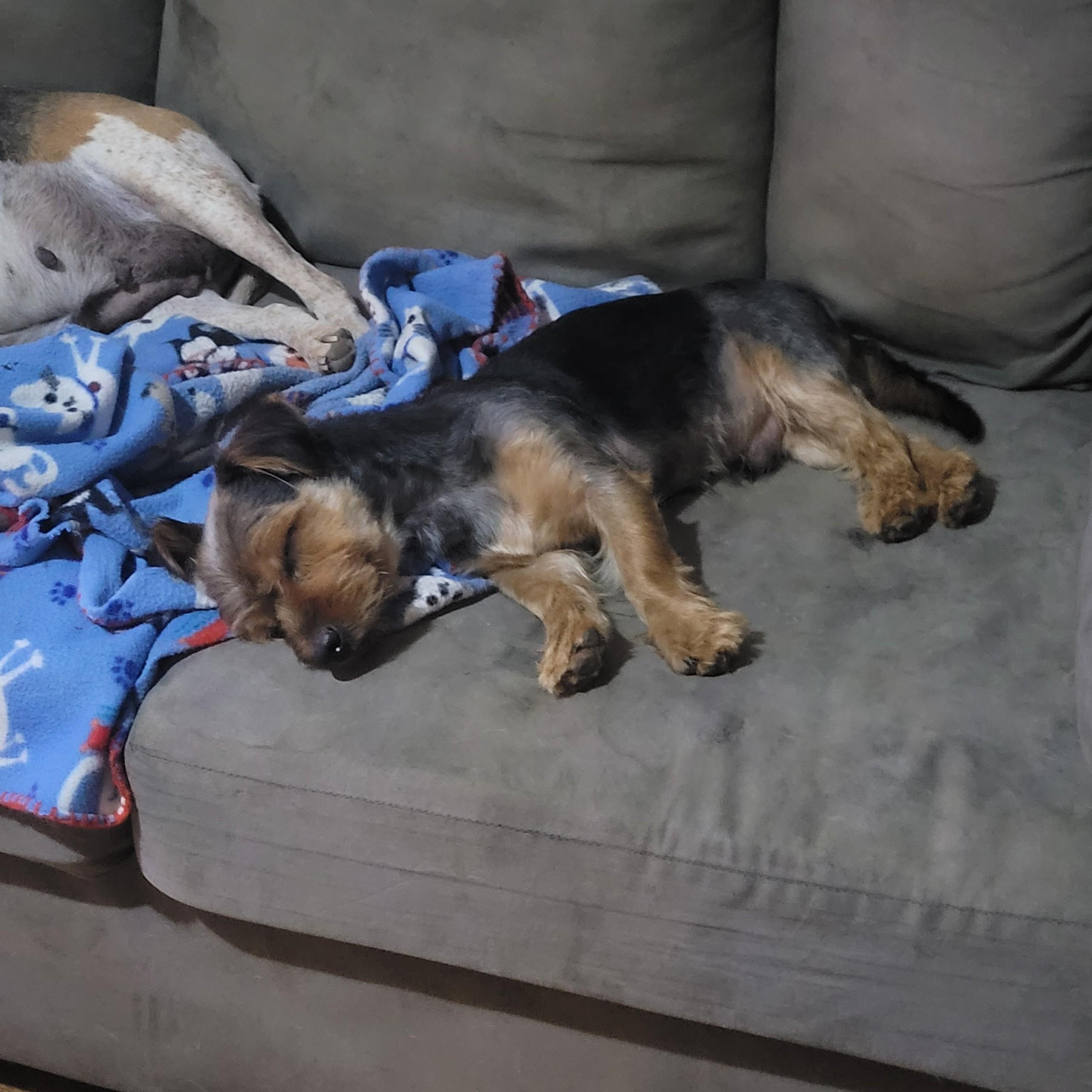 Enlarge Frankie, an adopted mixed breed in Big Rock, TN image 2/2