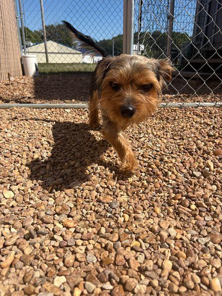Frankie, adopted, Young Male Yorkshire Terrier & Dachshund (Miniature Long Haired).