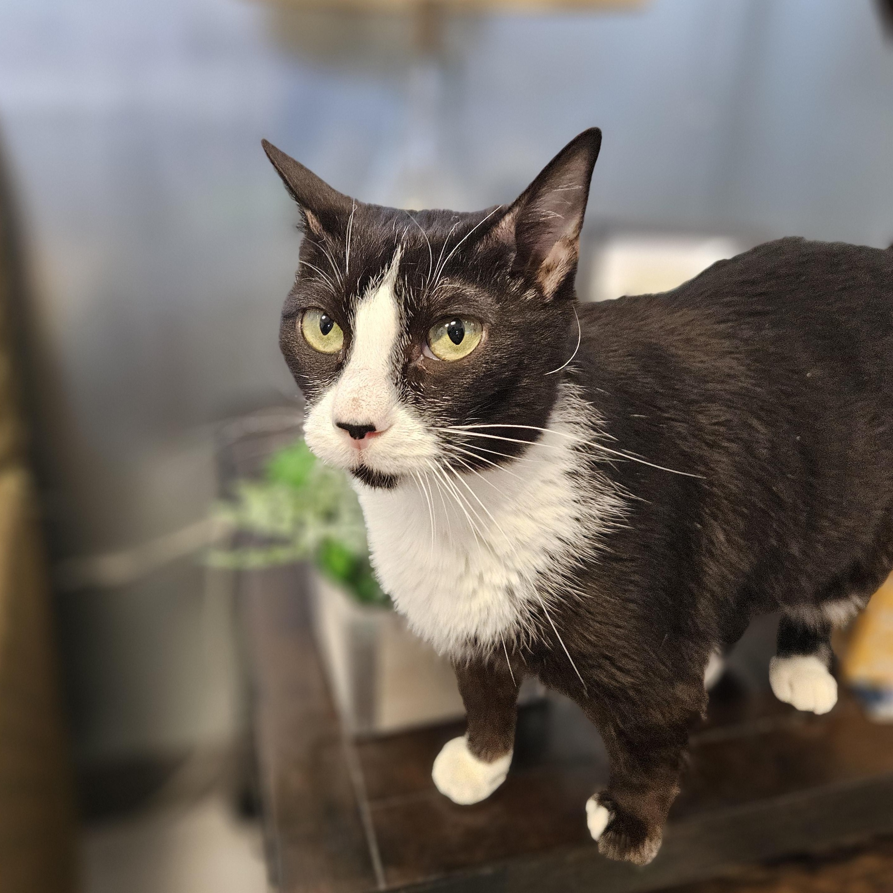 Lavender, a ADOPTABLE Domestic Short Hair in Endicott, NY image 4/4