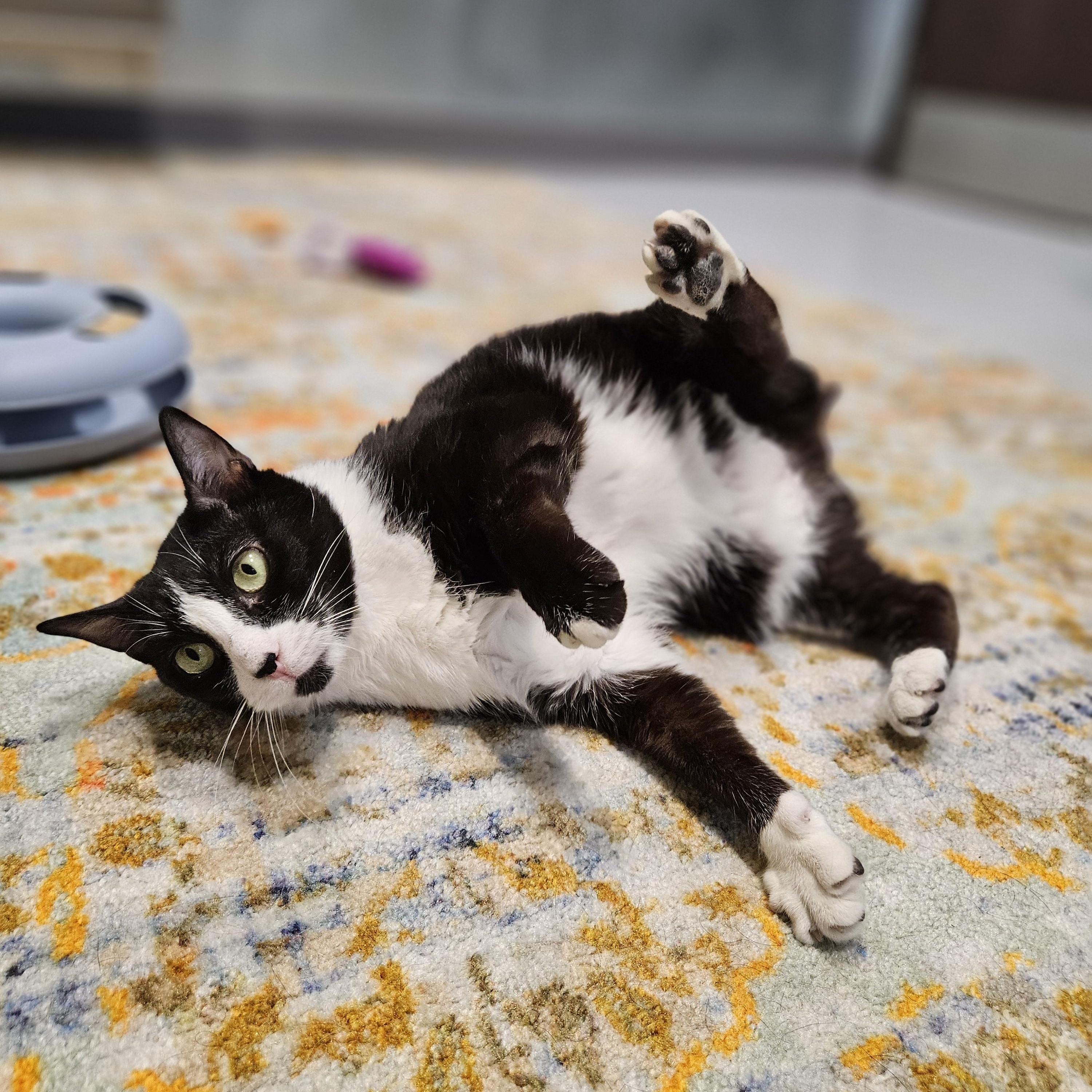 Lavender, a ADOPTABLE Domestic Short Hair in Endicott, NY image 3/4