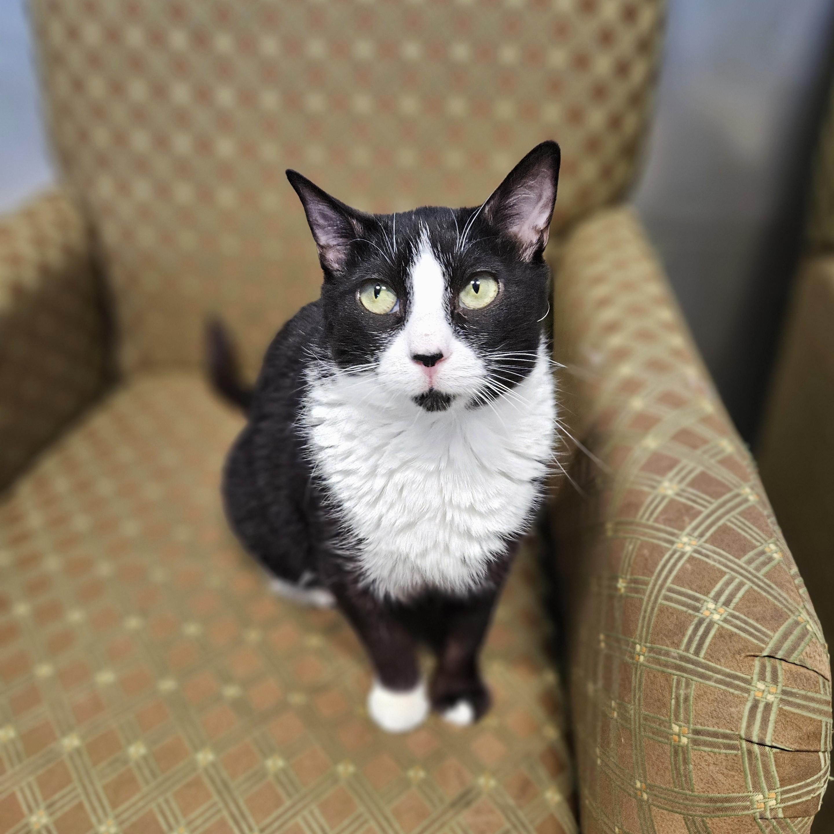 Lavender, a ADOPTABLE Domestic Short Hair in Endicott, NY image 2/4