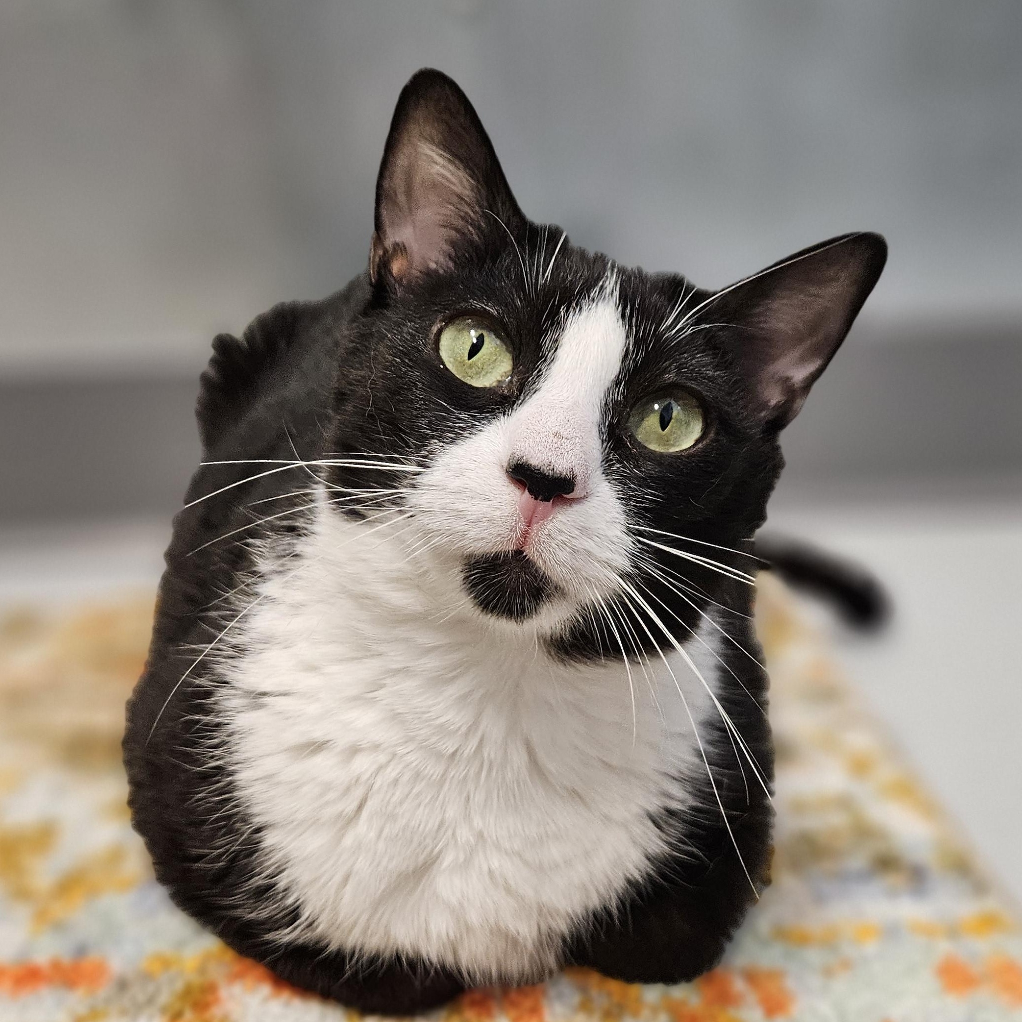 Lavender, ADOPTABLE, Adult Female Domestic Short Hair.
