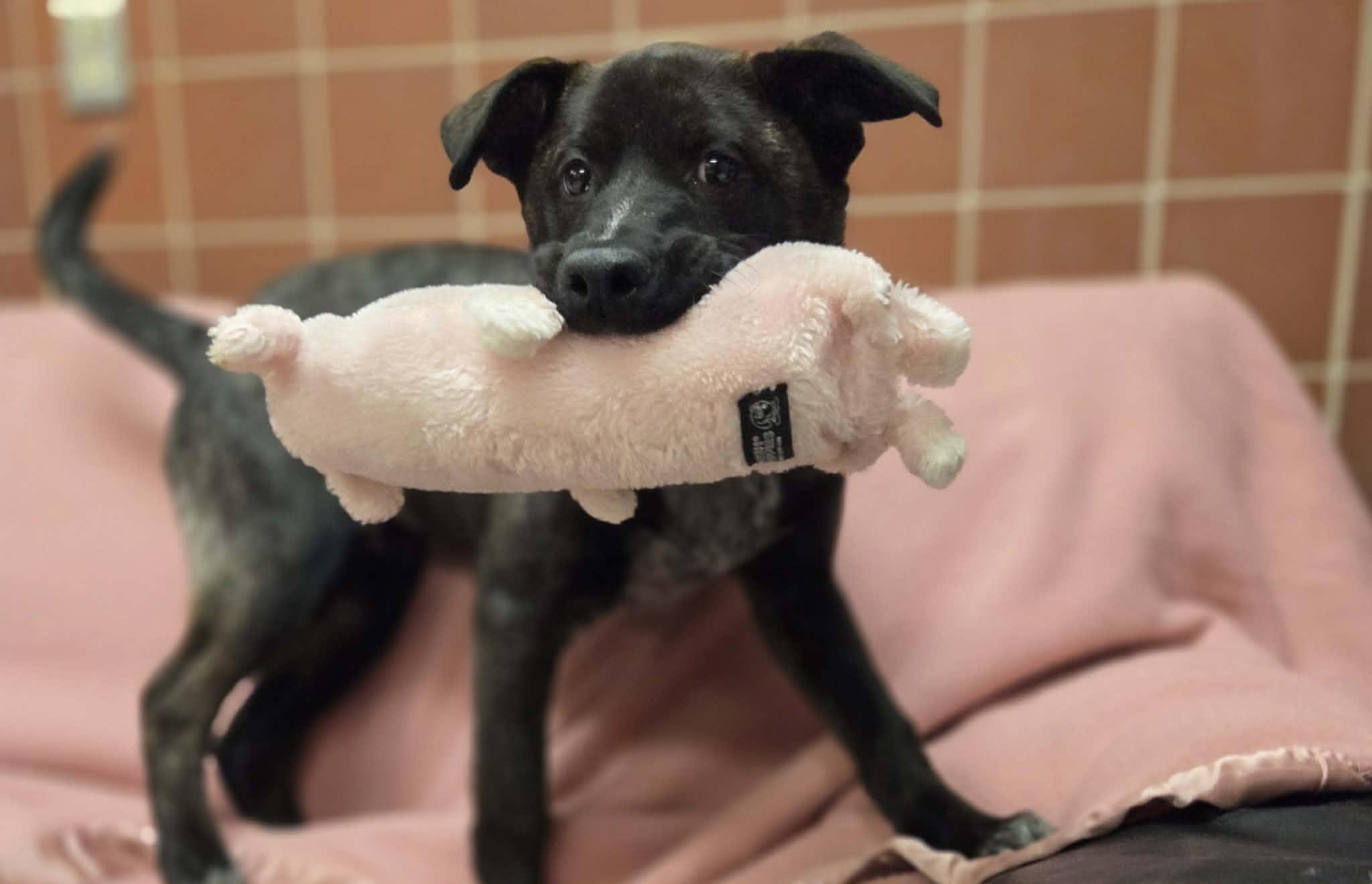 Robber, an adopted Mixed Breed in Chardon, OH image 5/6