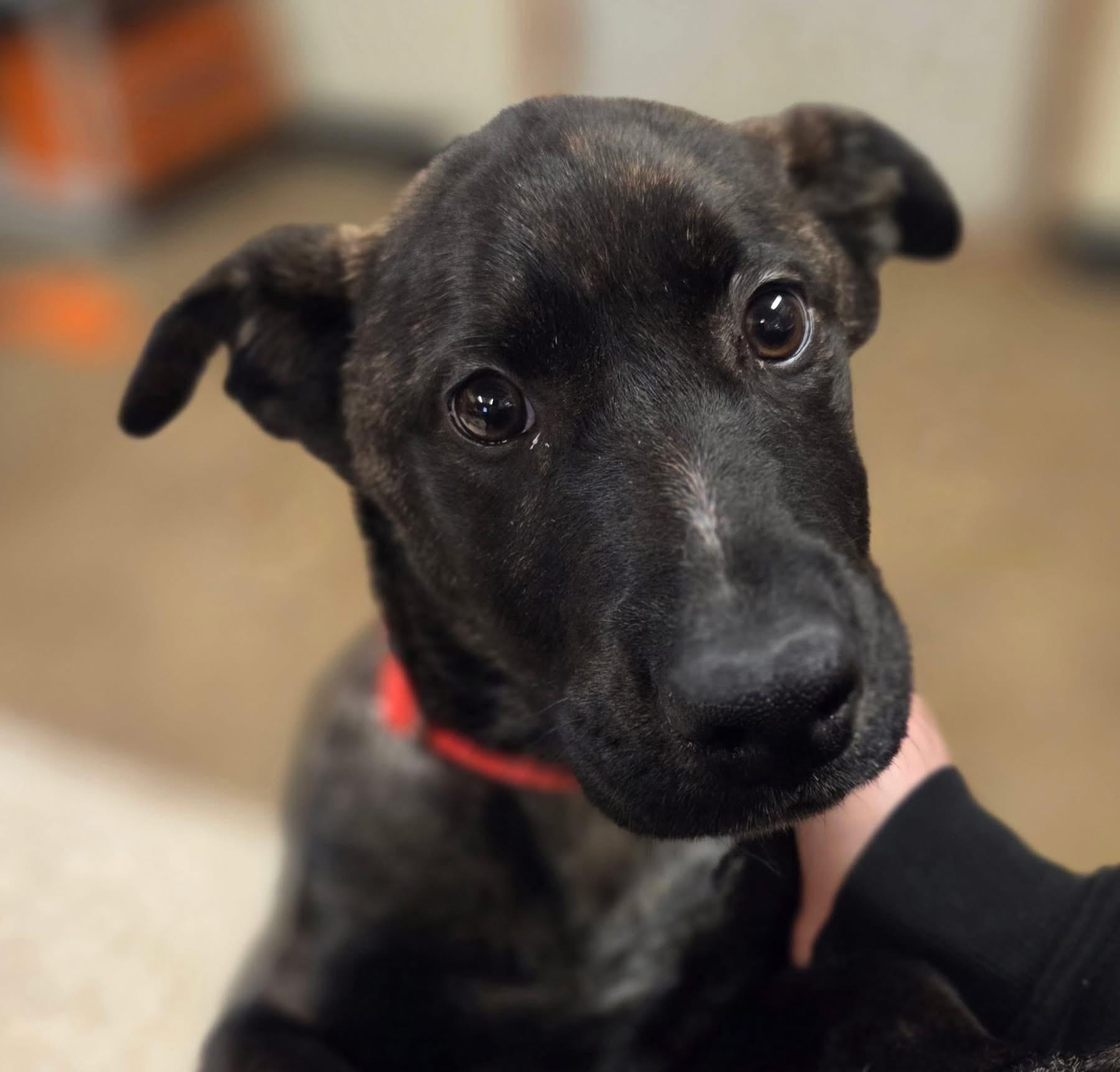 Enlarge Robber, a ADOPTABLE Mixed Breed in Chardon, OH image 2/4