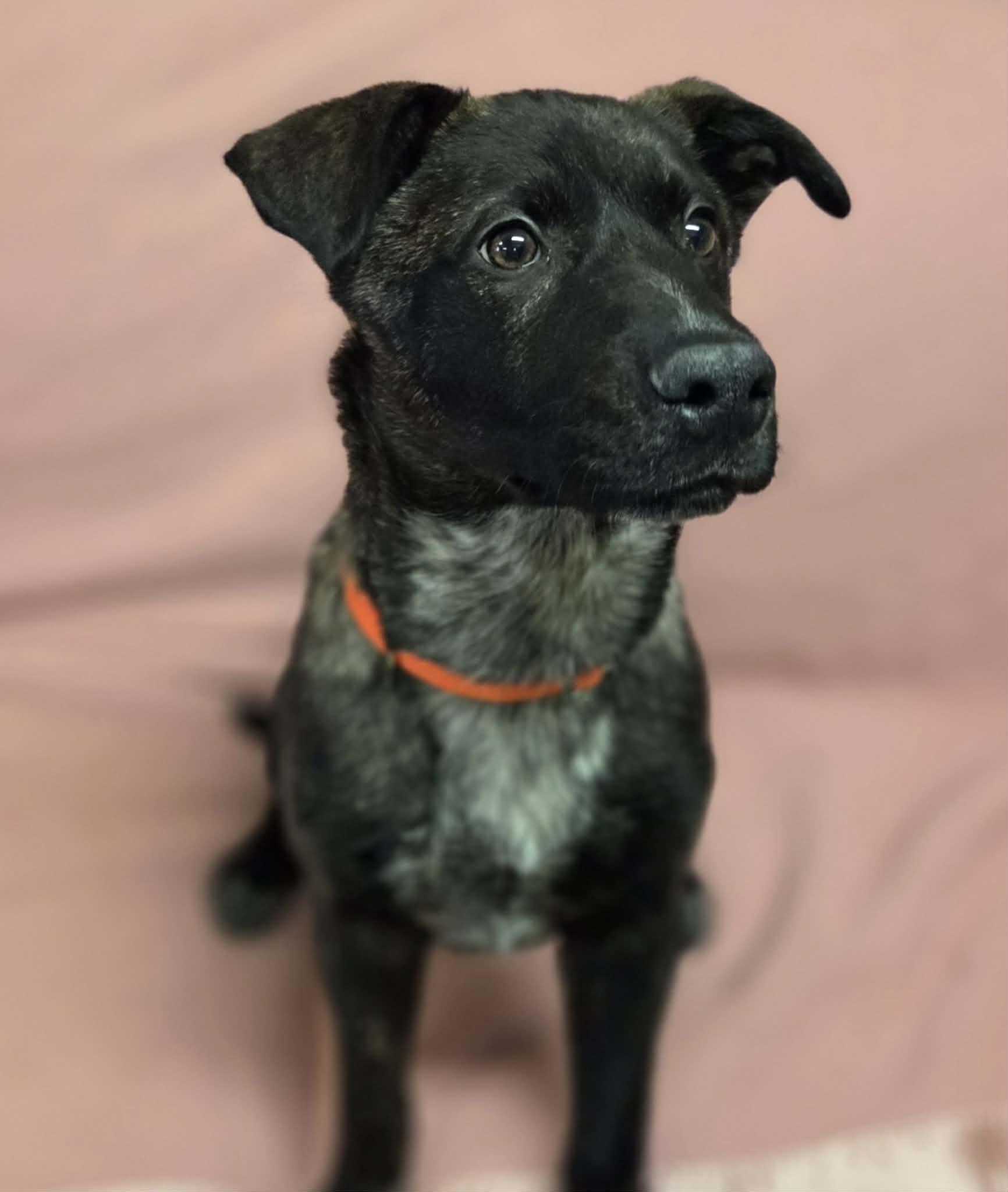 Robber, an adopted Mixed Breed in Chardon, OH image 6/6