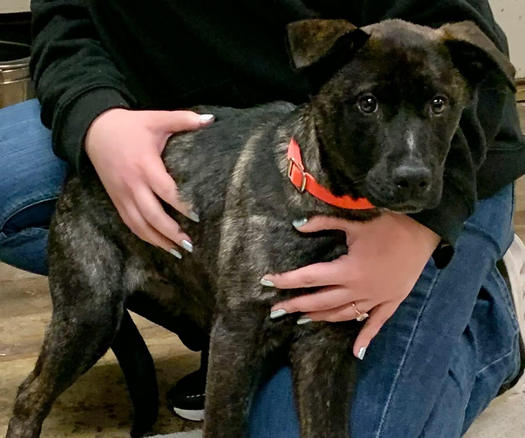 Robber, ADOPTABLE, Puppy Male Mixed Breed.