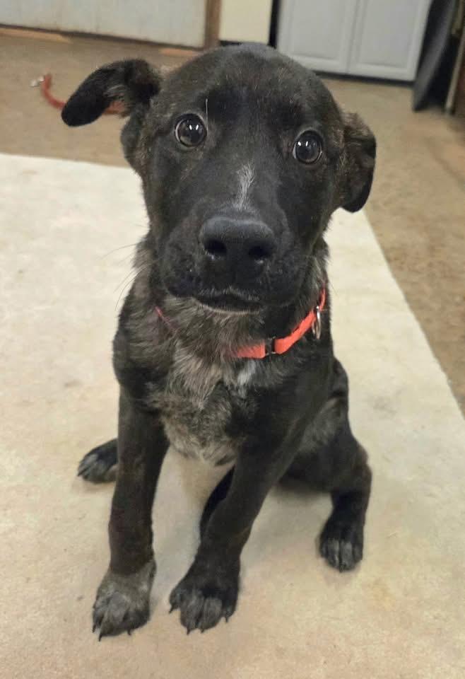 Enlarge Robber, a ADOPTABLE Mixed Breed in Chardon, OH image 3/4