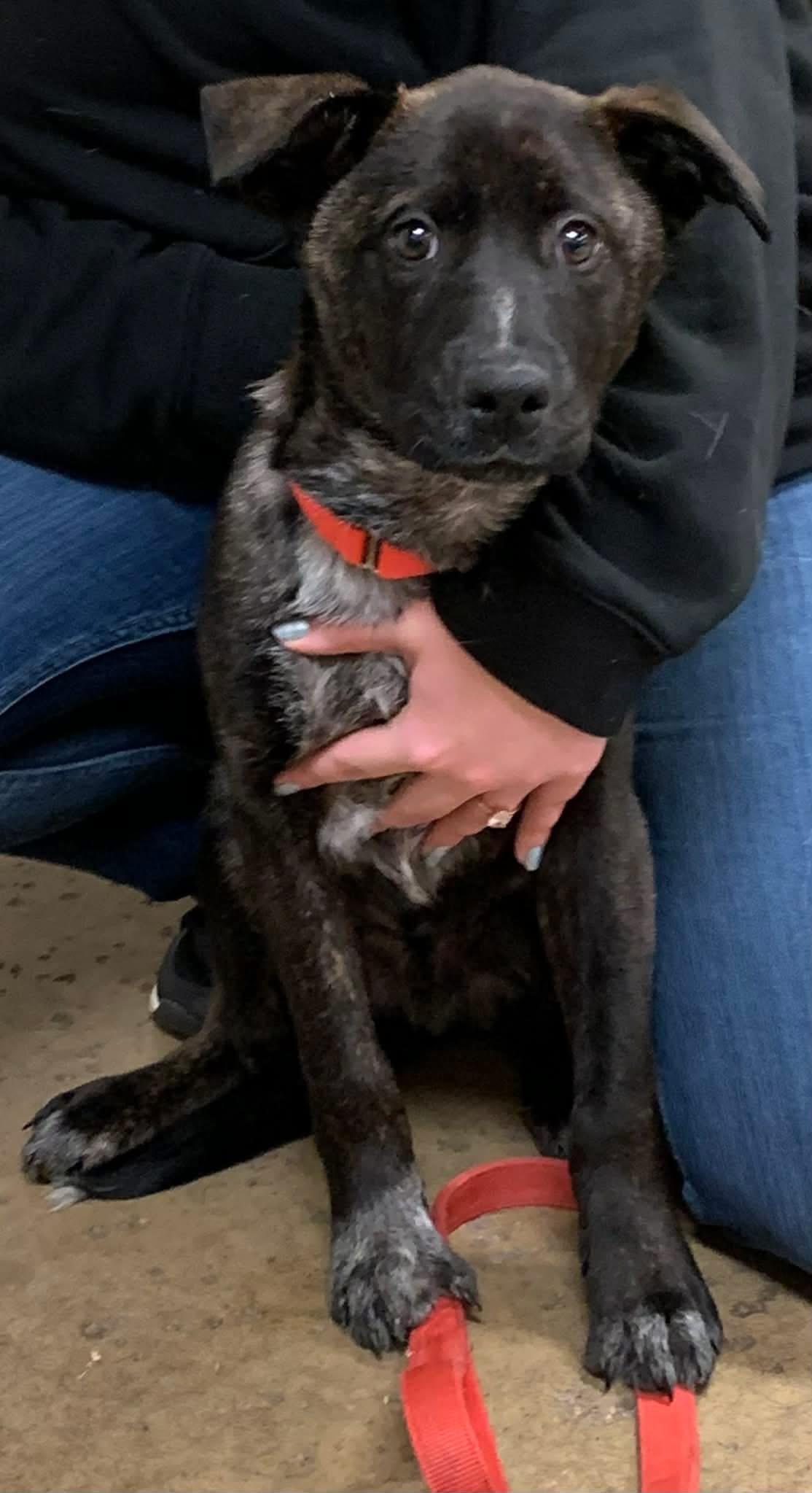 Enlarge Robber, a ADOPTABLE Mixed Breed in Chardon, OH image 4/4