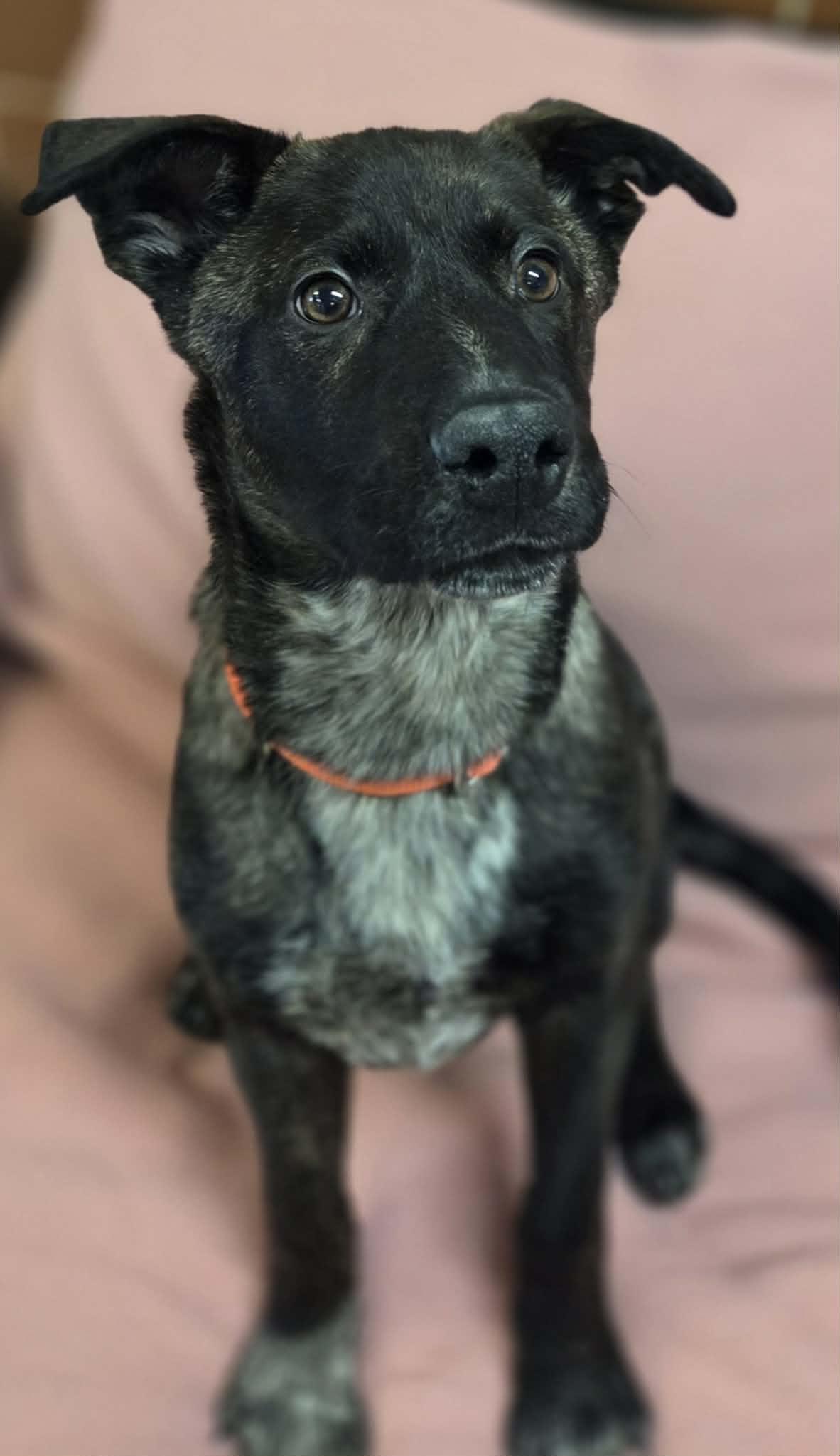 Robber, ADOPTABLE, Puppy Male Mixed Breed.