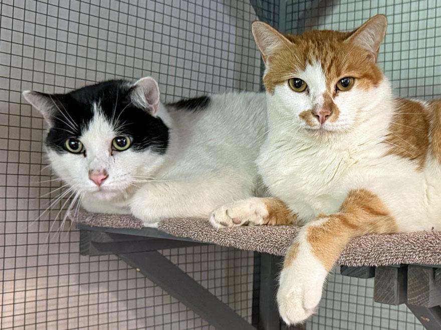 Spot and Tangerine, an adoptable Domestic Short Hair in E Falmouth, MA image 1/5