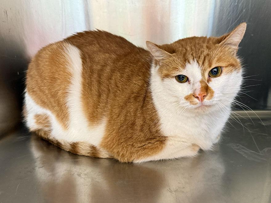 Spot and Tangerine, an adoptable Domestic Short Hair in E Falmouth, MA image 3/5