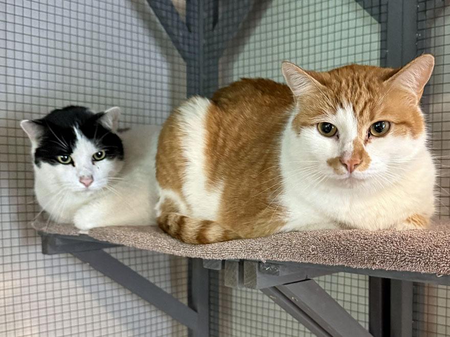 Spot and Tangerine, an adoptable Domestic Short Hair in E Falmouth, MA image 4/5